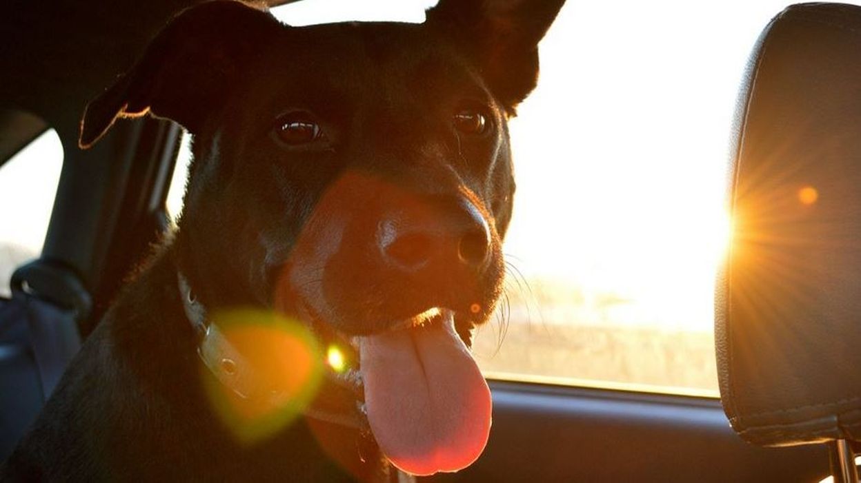 Les Chiens Aussi Souffrent De La Chaleur Et Cela Peut être Grave