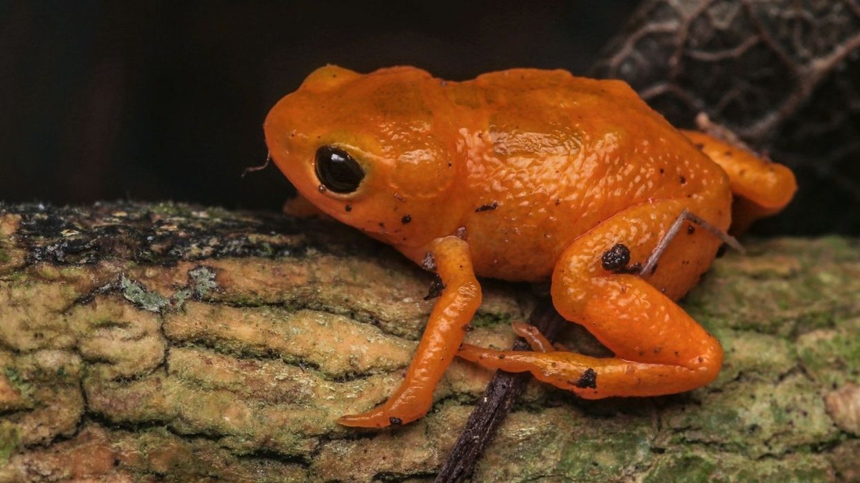 laranja abóbora, fluorescente e venenoso!