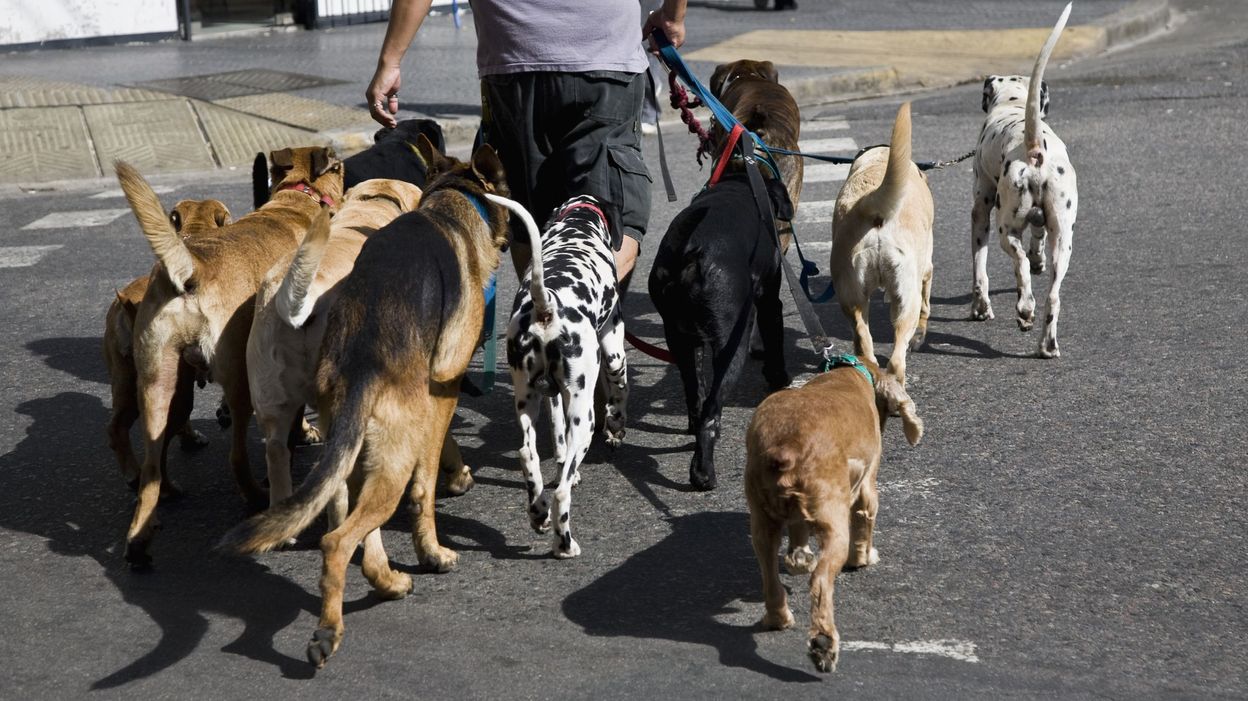 Dimanche, la Société Protectrice des Animaux organise une