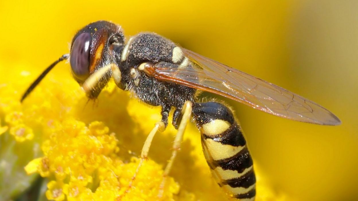 Les guêpes sont de sortie, plus nombreuses et plus agressives