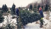 Daughters carrying freshly cut Christmas tree outdoors winter. Daughters carrying freshly cut Christmas tree outdoors winter.