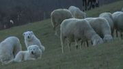 Les chiens de Maremme de retour dans les troupeaux. Les chiens de Maremme de retour dans les troupeaux.