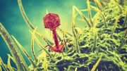L’hôpital militaire cultive ces phages, qui sont des virus mangeurs de bactéries. L’hôpital militaire cultive ces phages, qui sont des virus mangeurs de bactéries.