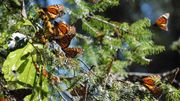 Les plantes sont indispensables pour nourrir les papillons Les plantes sont indispensables pour nourrir les papillons