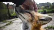 En Sibérie, des renards apprivoisés interrogent la science En Sibérie, des renards apprivoisés interrogent la science