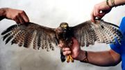 Au Salvador, une buse mutilée sauvée grâce à une greffe de plumes. Au Salvador, une buse mutilée sauvée grâce à une greffe de plumes.