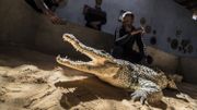 Les crocodiles du Nil, animaux de compagnie des Nubiens d'Assouan Les crocodiles du Nil, animaux de compagnie des Nubiens d'Assouan