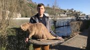 Stéphane Abras tient dans ses mains Hector, le castor du contrat de rivière de la Haute Meuse. Un jeune qui avait été trouvé mort. Adulte, un castor pèse entre 18 et 30 kilos et mesure 90 cm Stéphane Abras tient dans ses mains Hector, le castor du contrat de rivière de la Haute Meuse. Un jeune qui avait été trouvé mort. Adulte, un castor pèse entre 18 et 30 kilos et mesure 90 cm