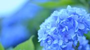 Plante d'intérieur du mois : l'hortensia Plante d'intérieur du mois : l'hortensia