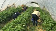 5000 plants sous les serres 5000 plants sous les serres