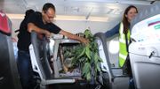 Un koala parmi les passagers d'un vol vers l'Ecosse Un koala parmi les passagers d'un vol vers l'Ecosse