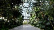 Les Serres royales de Laeken ouvrent leurs portes pour trois semaines ce vendredi Les Serres royales de Laeken ouvrent leurs portes pour trois semaines ce vendredi