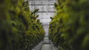La firme canadienne Tilray, pionnière du cannabis thérapeutique, nous a ouvert les portes de son usine au Portugal La firme canadienne Tilray, pionnière du cannabis thérapeutique, nous a ouvert les portes de son usine au Portugal