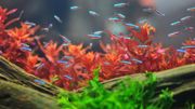 L'idée du poisson rouge en bocal... On oublie ! L'idée du poisson rouge en bocal... On oublie !