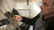 Les futurs cerisiers de Schaerbeek sont conservés dans les frigo du centre d'expérimentation de Pamel avant d'être replantés mi-mars. Les futurs cerisiers de Schaerbeek sont conservés dans les frigo du centre d'expérimentation de Pamel avant d'être replantés mi-mars.