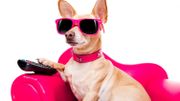 Retour au travail : Comment éviter de susciter l'anxiété chez votre chien ? Retour au travail : Comment éviter de susciter l'anxiété chez votre chien ?