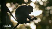 Qu'a découvert ce macaque Qu'a découvert ce macaque
