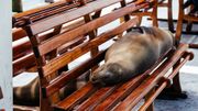 Un lion de mer endormi dans la salle d'embarquement du port de Puerto Ayora (Île de Santa Cruz - Galápagos). Un lion de mer endormi dans la salle d'embarquement du port de Puerto Ayora (Île de Santa Cruz - Galápagos).