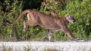 Une panthère de Floride relâchée dans son milieu sauvage. Il en resterait tout au plus 160 individus Une panthère de Floride relâchée dans son milieu sauvage. Il en resterait tout au plus 160 individus
