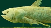 le plus vieux poisson du monde peut révéler bien des choses le plus vieux poisson du monde peut révéler bien des choses