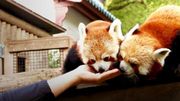 Vivez des expériences uniques !Immergez-vous au plus près des animaux... Vivez des expériences uniques !Immergez-vous au plus près des animaux...