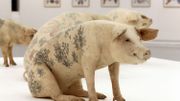 Un cochon tatoué (en Chine) de Wim Delvoye Un cochon tatoué (en Chine) de Wim Delvoye