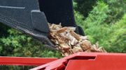Destruction dans une broyeuse de plusieurs tonnes de défenses d'éléphants, le 12 août 2020 à Singapour. Destruction dans une broyeuse de plusieurs tonnes de défenses d'éléphants, le 12 août 2020 à Singapour.