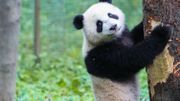 Vidéo Buzz : Le Panda qui se prenait pour un koala Vidéo Buzz : Le Panda qui se prenait pour un koala