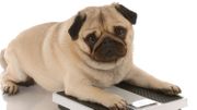 A maître replet, chien en surpoids A maître replet, chien en surpoids