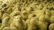 Risque de surmortalité des poules à cause de la canicule Risque de surmortalité des poules à cause de la canicule