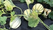 Les melons type charentais ne sont pas encore tout à fait mûrs. Les melons type charentais ne sont pas encore tout à fait mûrs.