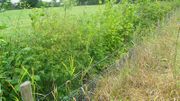 Planter des haies en Wallonie : à quoi ça sert ? Planter des haies en Wallonie : à quoi ça sert ?