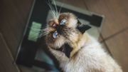 exotic shorthair colorpoint cat on scales looking up exotic shorthair colorpoint cat on scales looking up