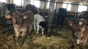 En attendant de retourner en prairie, les veaux sont au chaud en étable En attendant de retourner en prairie, les veaux sont au chaud en étable