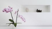 Les plantes Feng Shui qui favorisent les bonnes énergies à la maison Les plantes Feng Shui qui favorisent les bonnes énergies à la maison
