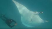 Australie : Une raie manta demande l'aide de plongeurs pour la délivrer Australie : Une raie manta demande l'aide de plongeurs pour la délivrer