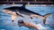 Phelps en course face à un requin Phelps en course face à un requin