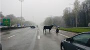 L'agriculteur observe la blessure de sa vache sur l'autoroute. L'agriculteur observe la blessure de sa vache sur l'autoroute.