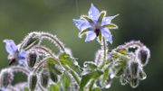 Starflowers with raindrops Starflowers with raindrops