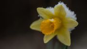 La fine neige n'a pas empêché le spectacle des jonquilles La fine neige n'a pas empêché le spectacle des jonquilles