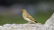Le bruant jaune, un oiseau menacé a été aperçu à Thuin, dans une haie plantée par un agriculteur. Le bruant jaune, un oiseau menacé a été aperçu à Thuin, dans une haie plantée par un agriculteur.