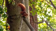 L'écureuil participe aussi au reboisement de nos forêts L'écureuil participe aussi au reboisement de nos forêts