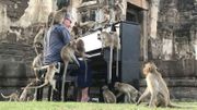 En Thaïlande, le pianiste Paul Barton joue pour apaiser des singes affamés En Thaïlande, le pianiste Paul Barton joue pour apaiser des singes affamés