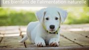 L'alimentation naturelle, l'atout vitalité pour votre chien! L'alimentation naturelle, l'atout vitalité pour votre chien!