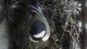 Une mésange charbonnière surprise par l'objectif d'un nichoir espion Une mésange charbonnière surprise par l'objectif d'un nichoir espion