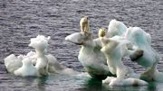 Quel avenir pour ces ours polaires ? Quel avenir pour ces ours polaires ?