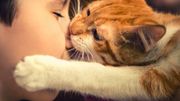 Les chats aiment leurs maîtres comme des parents Les chats aiment leurs maîtres comme des parents