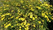 Kerria japonica Kerria japonica