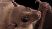 Des chauves-souris dans les vignes pour tenter d'éviter les pesticides Des chauves-souris dans les vignes pour tenter d'éviter les pesticides