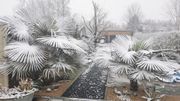 Etrange atmosphère dans ce jardin exotique de Lessines Etrange atmosphère dans ce jardin exotique de Lessines